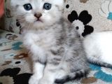 Scottish Fold Ve Brittsh Yavrular