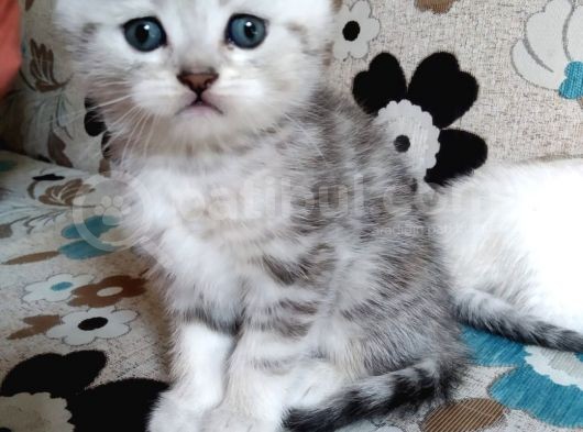 Scottish Fold Ve Brittsh Yavrular görsel