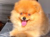 Orange Pomerani̇an Boo Di̇şi̇ Yavrumuz