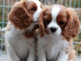 Cavalier King Charles Orjinal Safkan Garantili