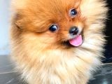 Teacup Orange  Erkek Pomerani̇an Boo