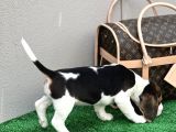 Show Görsele Sahi̇p Beagle