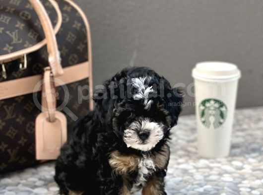 En Özel Renk Toy Poodle görsel