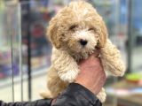 Party Color Toy Poodle Dişi Yavrumuz