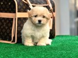 Xxs Malti̇poo Di̇şi̇ En İyi̇ Görsele Sahi̇p