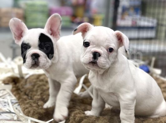 Muhteşem Kalite French Bulldog Erkek Yavrular görsel