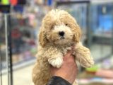 Party Color Toy Poodle Dişi Yavrumuz