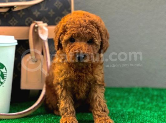 Gerçek Tedy Toy Poodle Kızımız