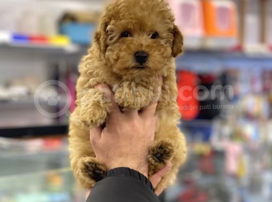 Apricot Erkek Toy Poodle Yavrumuz görsel