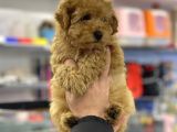 Apricot Erkek Toy Poodle Yavrumuz