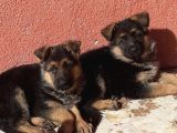 Mükemmel Kan Hattı K9 Yavrularımız