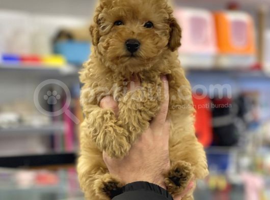 Apricot Erkek Toy Poodle Yavrumuz görsel