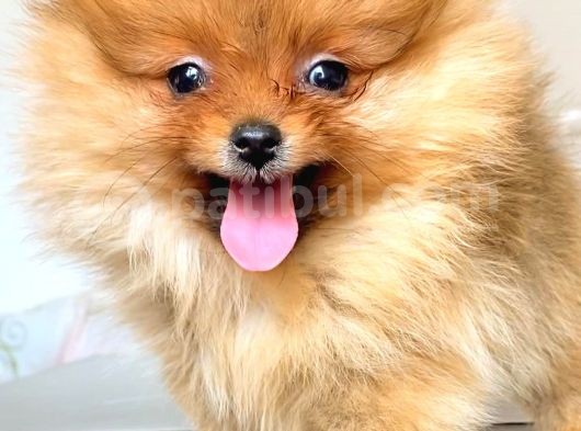Orange Pomerani̇an Boo Yavrumuz görsel