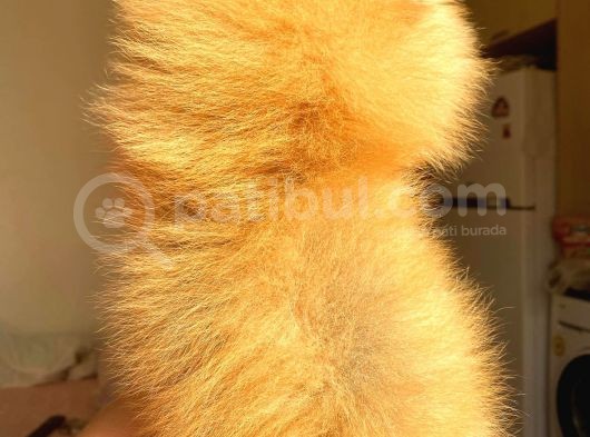Orange Pomerani̇an Boo Erkek Yavrumuz görsel
