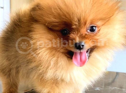 Orange Pomerani̇an Boo Yavrumuz görsel