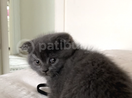 British Shorthair görsel