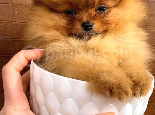 Orange Pomerani̇an Boo Yavrumuz görsel