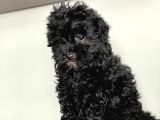 Toy Poodle Si̇yah Yavrularimiz Di̇şi̇ Erkek Mevcuttur