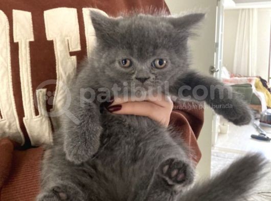 British Shorthair görsel