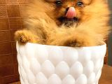 Orange Pomerani̇an Boo Yavrumuz