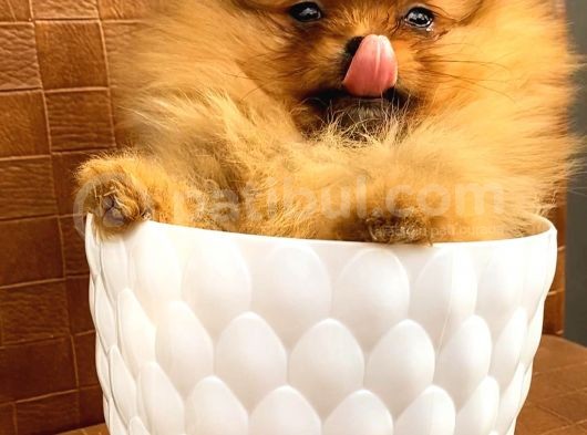 Orange Pomerani̇an Boo Yavrumuz görsel