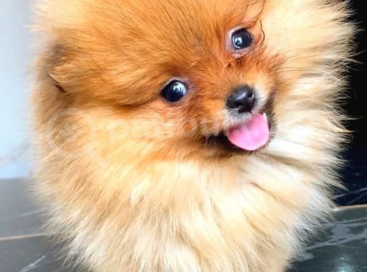 Orange Pomerani̇an Boo Yavrumuz