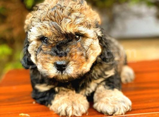 Toy Poodle Di̇şi̇ Phantom görsel