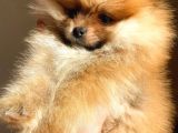 Orange Pomerani̇an Boo Erkek Yavrumuz