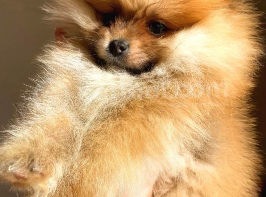 Orange Pomerani̇an Boo Erkek Yavrumuz görsel