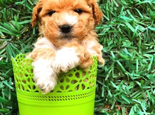 Party Colour Toy Poodle Erkek Safkan görsel