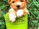 Party Colour Toy Poodle Erkek Safkan