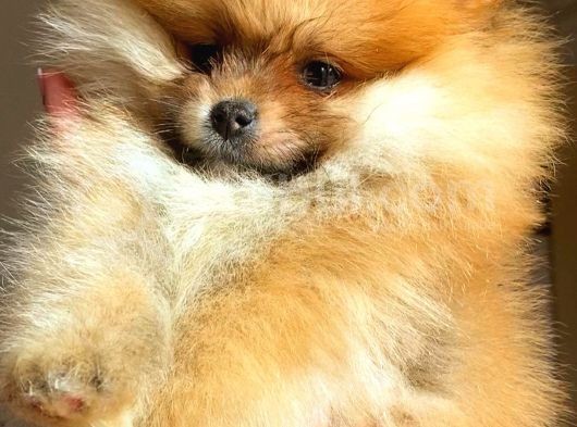 Orange Pomerani̇an Boo Erkek Yavrumuz