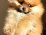 Orange Pomerani̇an Boo Erkek Yavrumuz