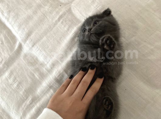 British Shorthair görsel