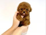 Irk ve Sağlık Garantili Red Toy Poodle Yavrulari