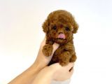 Irk Ve Sağlık Garantili Red Toy Poodle Yavrulari