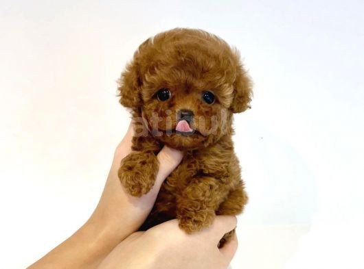 Irk Ve Sağlık Garantili Red Toy Poodle Yavrulari görsel