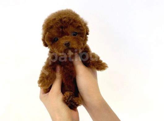 Irk Ve Sağlık Garantili Red Toy Poodle Yavrulari görsel