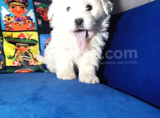 Küçük Maltipoo Bebeklerim görsel
