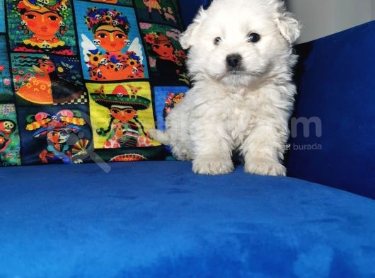 Küçük Maltipoo Bebeklerim görsel
