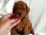 14 Şubat'ta Özel a Kalite Toy Poodle Yavrularimiz