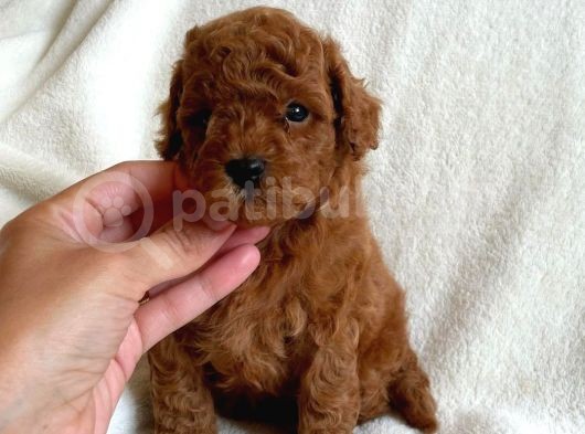14 Şubat'Ta Özel A Kalite Toy Poodle Yavrularimiz