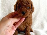 14 Şubat'Ta Özel A Kalite Toy Poodle Yavrularimiz