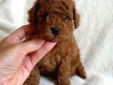 14 Şubat'Ta Özel A Kalite Toy Poodle Yavrularimiz