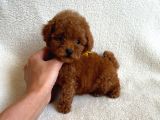14 Şubat'Ta Özel A Kalite Toy Poodle Yavrularimiz