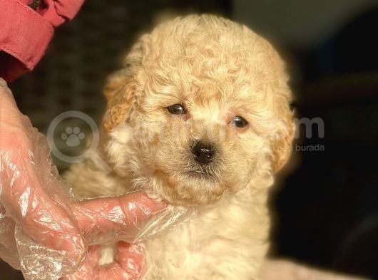 Bebek Surat Toy Poodle Yavrular