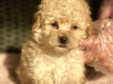 Bebek Surat Toy Poodle Yavrular