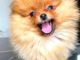 Orange Pomerani̇an Boo Yavrumuz