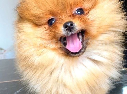 Orange Pomerani̇an Boo Yavrumuz görsel