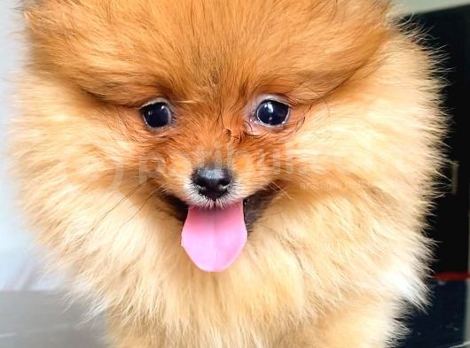 Orange Pomerani̇an Boo Yavrumuz görsel